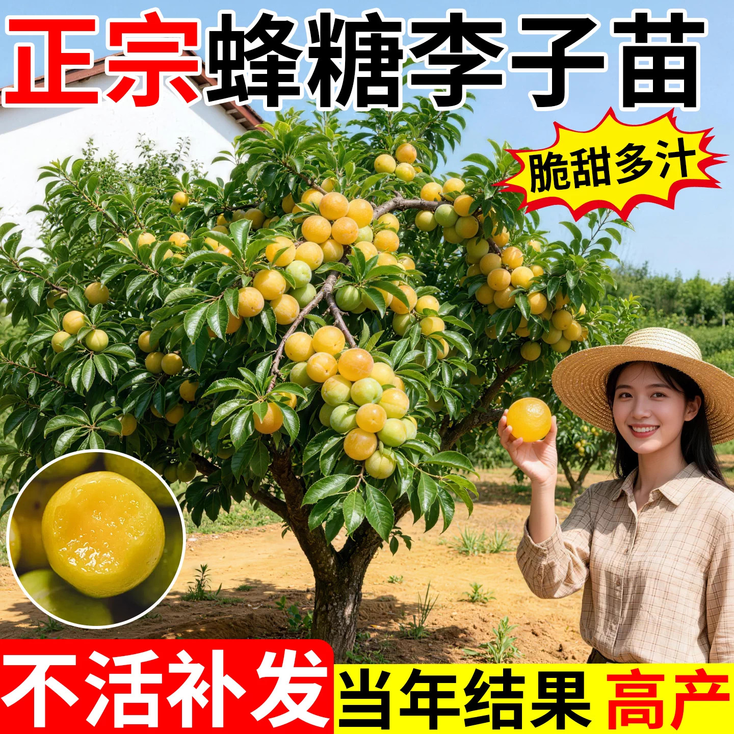 南方嫁接耐寒超大号蜂糖李苗图片