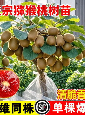 猕猴桃树果苗雌雄同株猕猴桃苗徐香嫁接南北方种植庭院四季可种植