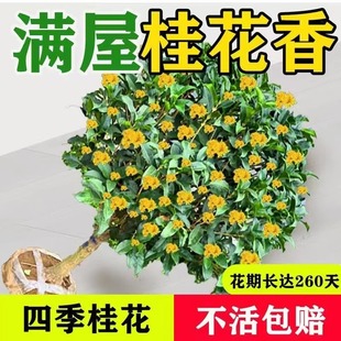 金桂花树苗桂花苗盆栽嫁接苗四季桂室内外浓香型阳台花卉绿植庭院