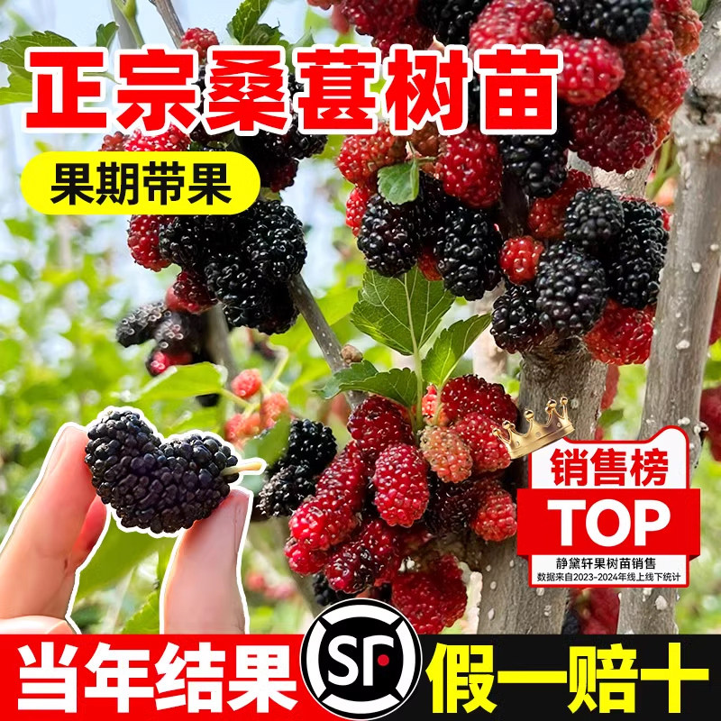 桑葚树苗果树果苗地盆栽南北方种植嫁接大叶桑树苗桑葚苗当年结果