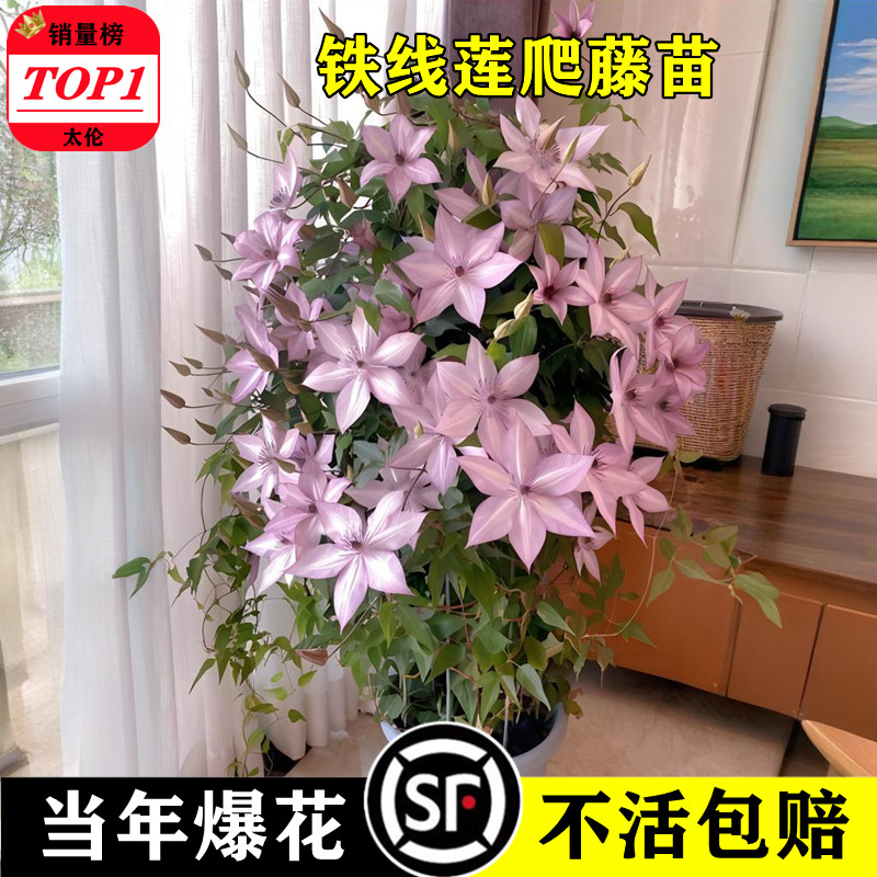 乌托邦铁线莲苗爬藤植物庭院耐寒绿植花卉盆栽银币阳台四季多花热