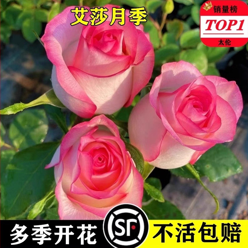 艾莎月季花苗玫瑰花灌木大花盆栽室内四季开多头爱莎特大花苗浓香,鲜花速递/花卉仿真/绿植园艺,月季/蔷薇/玫瑰,淘宝优惠券,粉丝福利购,淘宝优惠卷