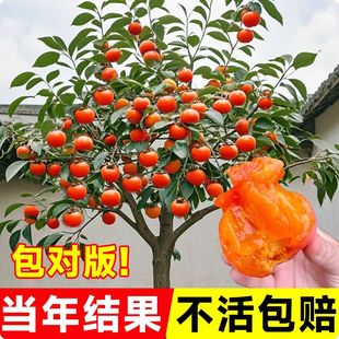 柿子树果苗嫁接矮化果树苗庭院南北方种植耐寒地栽盆栽脆甜柿子树