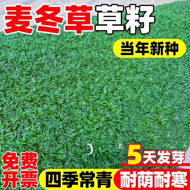 矮麦冬草籽四季常青耐寒庭院绿化图片