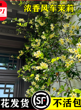 黄色风车茉莉托斯卡纳之星耐寒爬藤植物阳台盆栽大苗好养四季多花