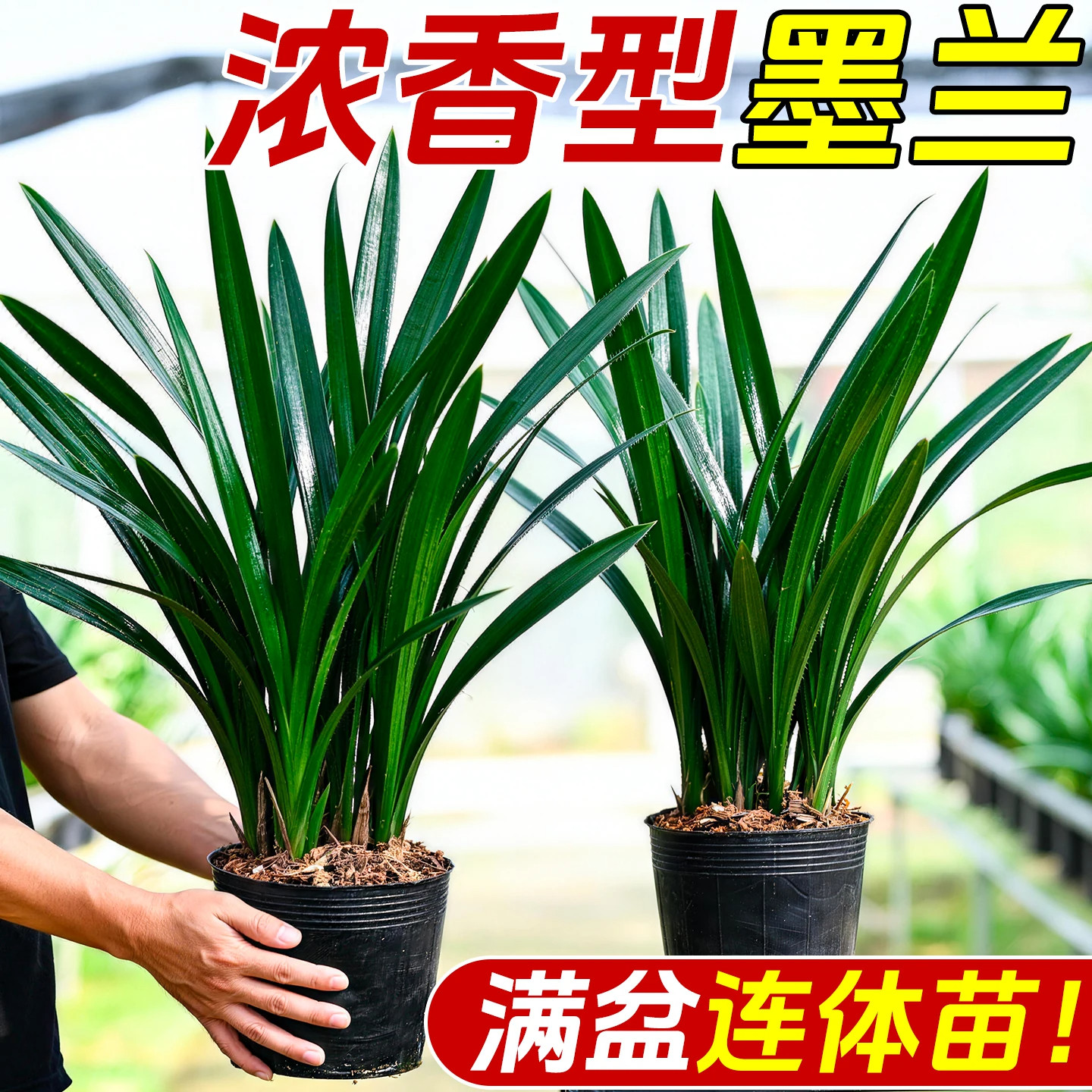墨兰盆栽带苞常绿开花客厅绿植图片