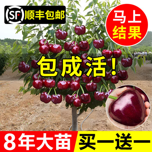【假一发十】正宗车厘子树苗