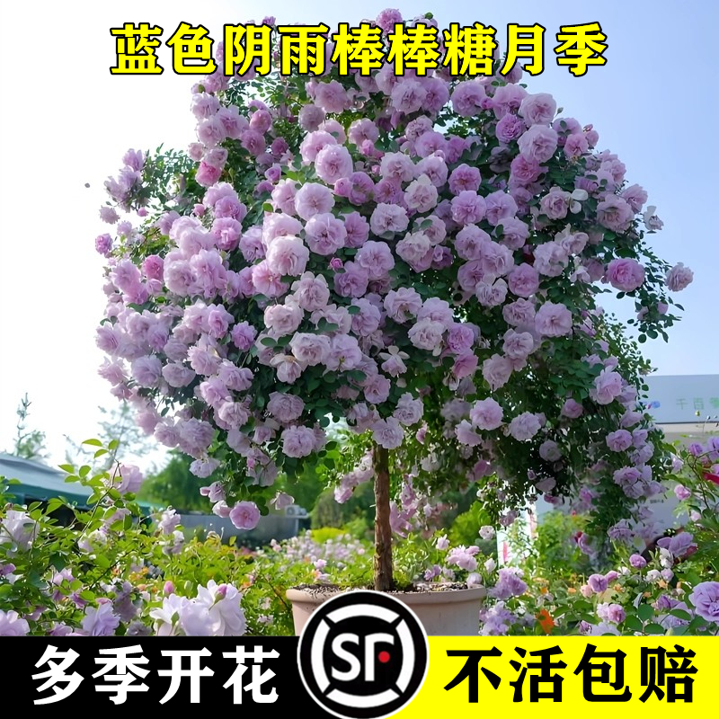 太伦棒棒糖月季花特大花耐寒花卉