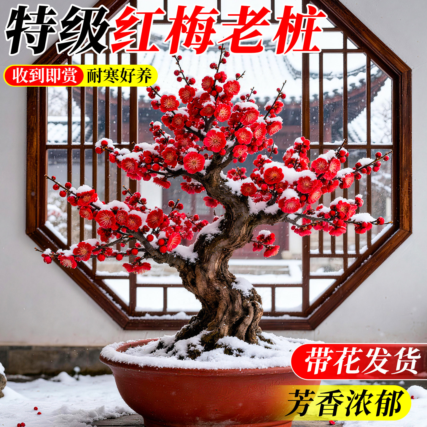 红梅老桩盆景室外耐寒室内常绿图片