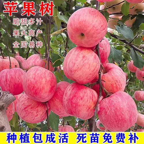 红富士2001脆甜苹果苗当年结果