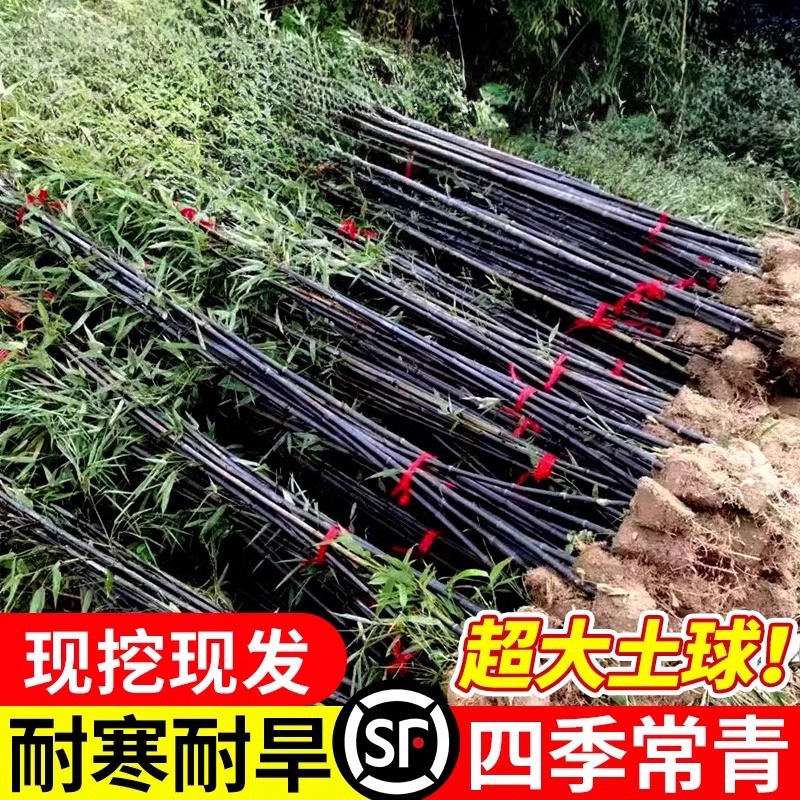 紫竹苗矮化观赏紫竹老根庭院室外耐寒热竹子苗盆栽紫气东来竹绿植