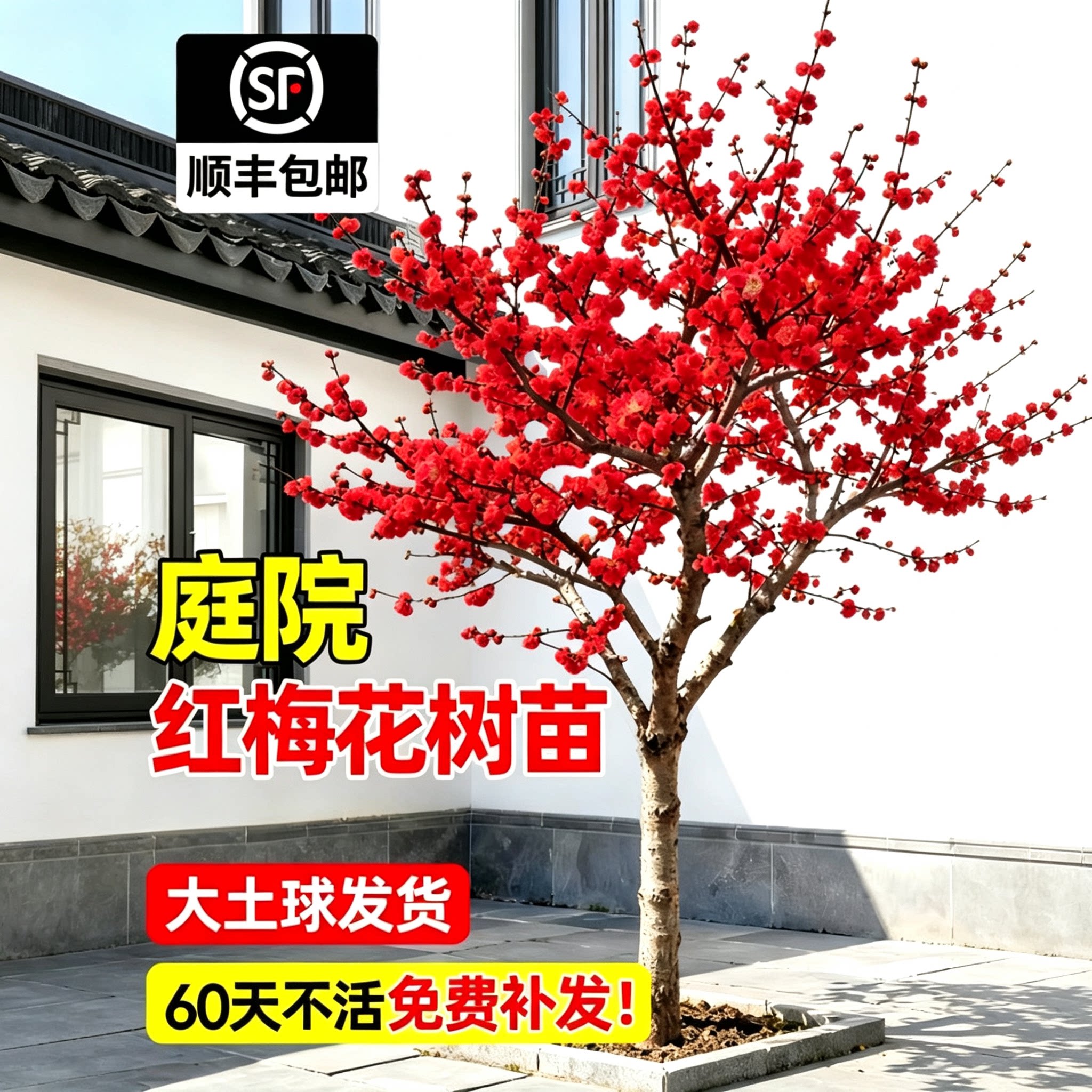 庭院耐寒红梅花树苗南北可种图片