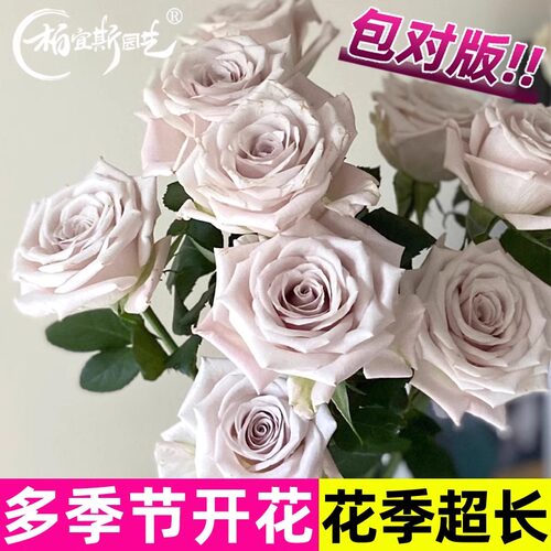 四季大花曼塔月季太伦灌木好养