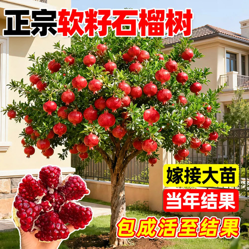 石榴树树苗庭院果树老桩突尼斯软
