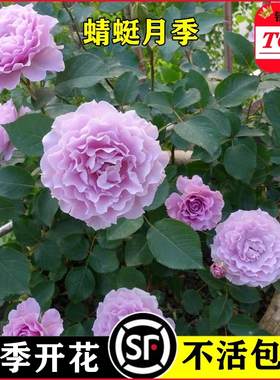 蜻蜓月季花苗丰花紫色特大浓香盆栽阳台露台地栽花卉玫瑰耐热勤花