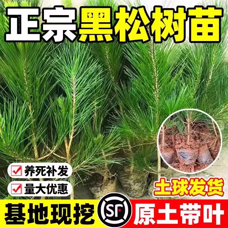 黑松树苗盆景素材苗荒山复绿松树苗松柏四季常青耐寒耐旱日本黑松