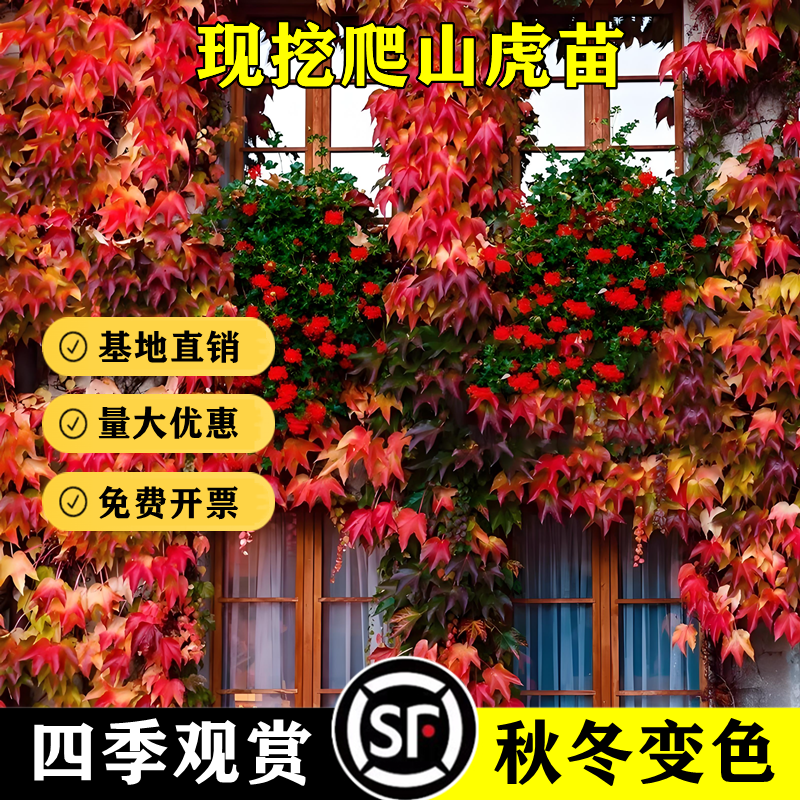 爬山虎苗三叶五叶地锦爬藤植物四季红色爬墙虎苗阳台户外庭院盆栽