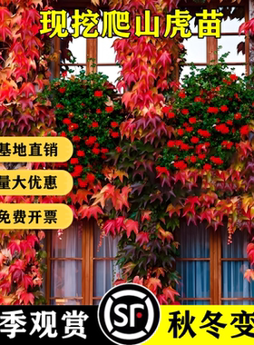 爬山虎苗三叶五叶地锦爬藤植物四季红色爬墙虎苗阳台户外庭院盆栽