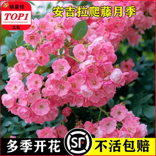 安吉拉月季花苗灌木爬滕蔷薇四季多花庭院阳台浓香型花卉盆栽好养