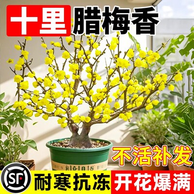 素心蜡梅盆栽带苞老桩