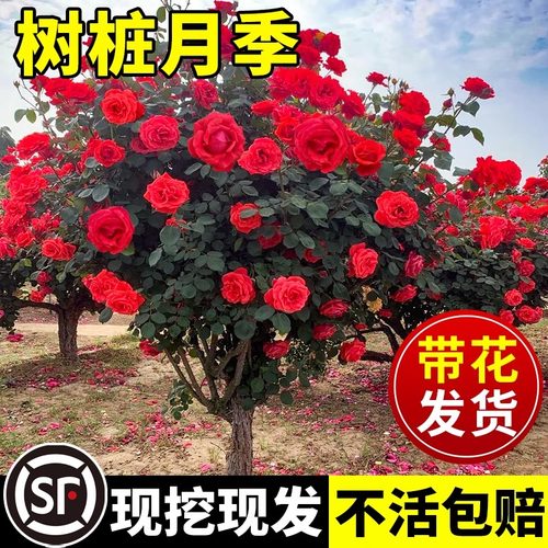 太伦大花树桩月季棒棒糖阳台庭院