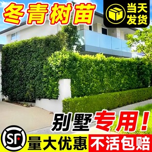 北海道黄杨苗冬青树苗卫矛围墙篱笆植物四季常青耐寒庭院绿篱树苗