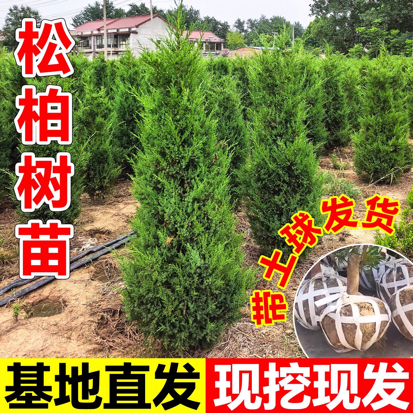 塔柏龙柏侧柏松柏树苗绿化图片