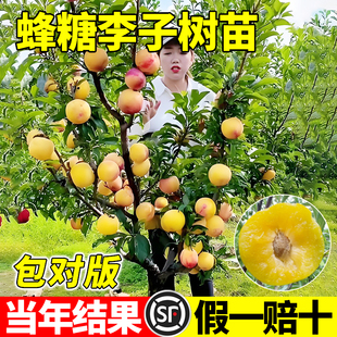 蜂糖李子树苗果苗特大正宗嫁接盆栽地栽阳台盆栽南北方种植新品种