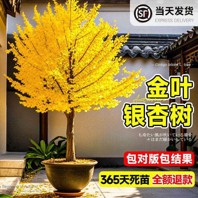 【假一罚十】银杏树金叶活苗带土