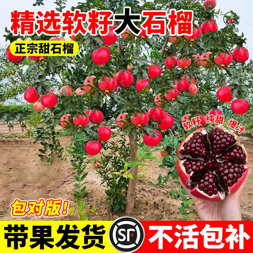 石榴树庭院果树树苗盆栽老桩大树