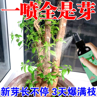 三角梅复活液老桩催芽剂防枯树烂根黄叶强力生根药水专用营养液G