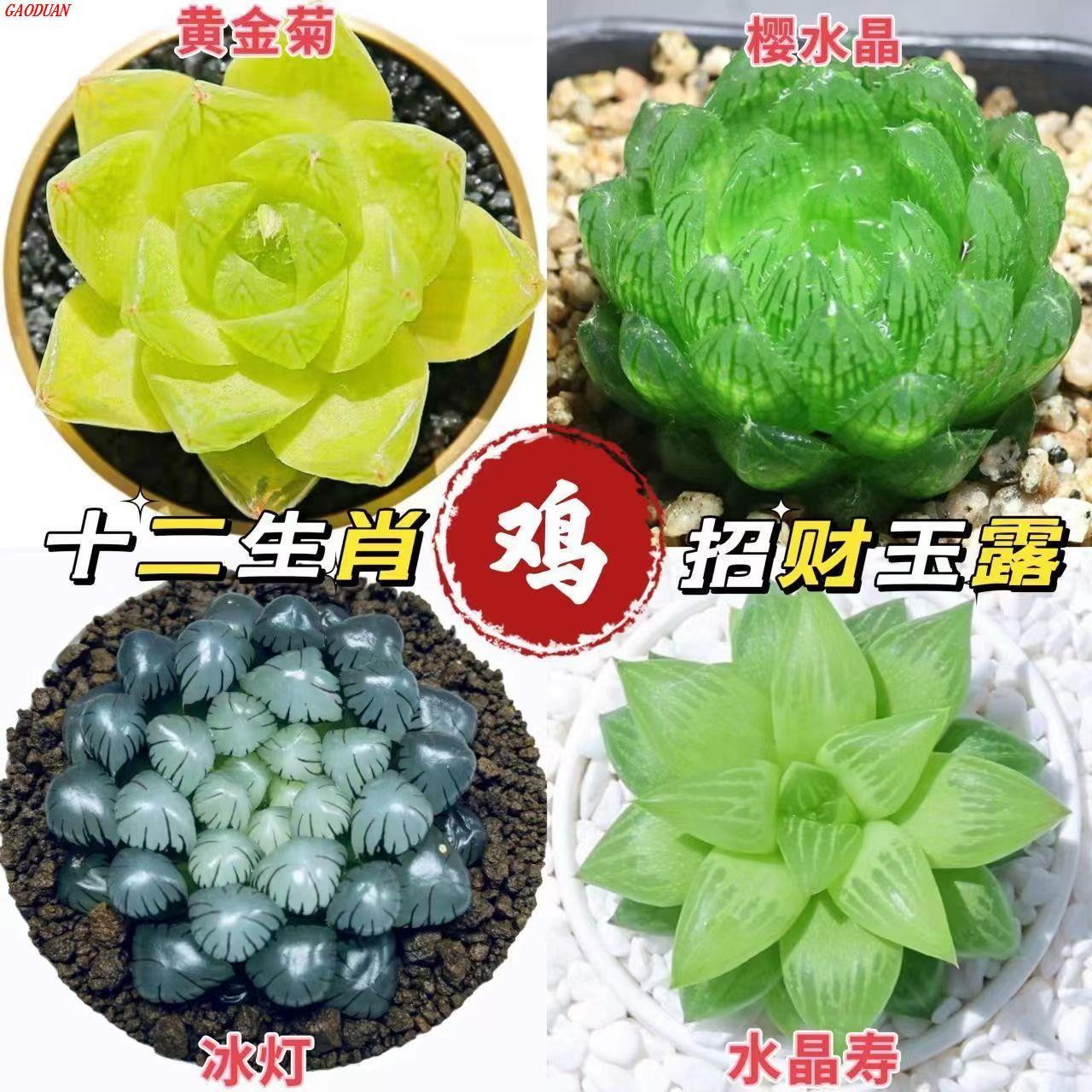 玉露多肉植物组合盆栽 含盆姬玉露冰灯草玉露办公室内用多肉盆栽