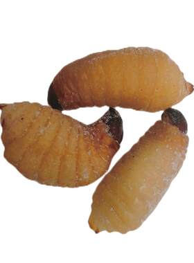 1斤正宗新鲜速冻大竹虫竹蛹大竹蛆笋蛆笋子农产品昆虫标本材料