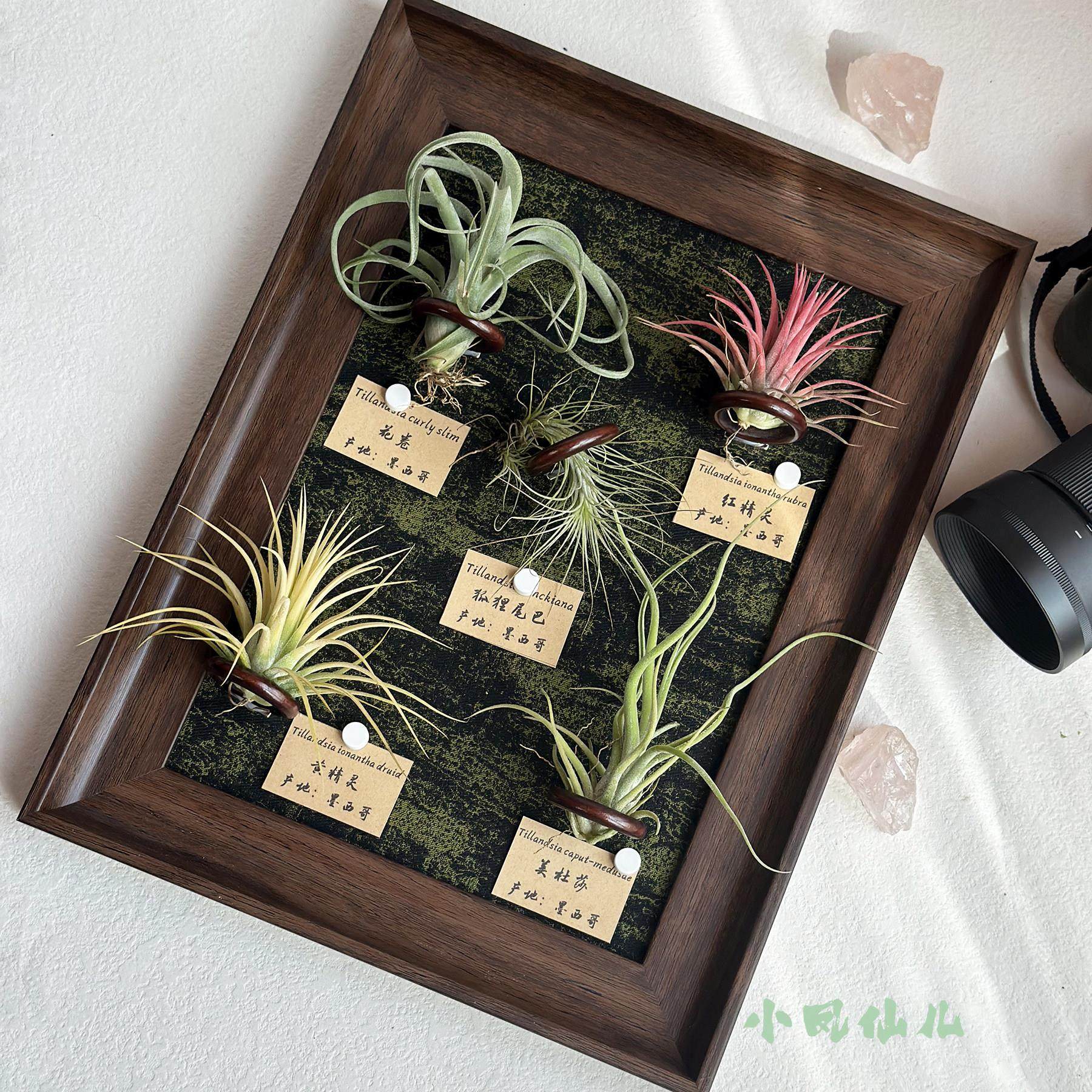 小凤仙儿空气凤梨绿植画 画框覆古挂墙磁吸相框生日送礼摆件装饰,鲜花速递/花卉仿真/绿植园艺,红掌/凤梨/温室花卉,淘宝优惠券,粉丝福利购,淘宝优惠卷