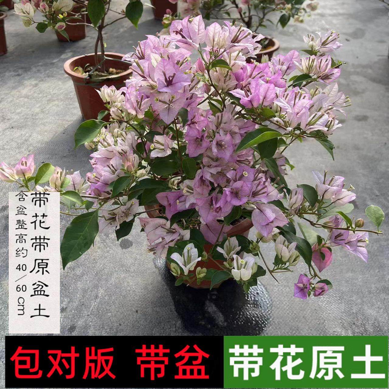 雪紫三角梅 四季开 花盆栽带花老桩漳红樱绿樱勤花爬藤苗好养活,鲜花速递/花卉仿真/绿植园艺,造型盆景,淘宝优惠券,粉丝福利购,淘宝优惠卷