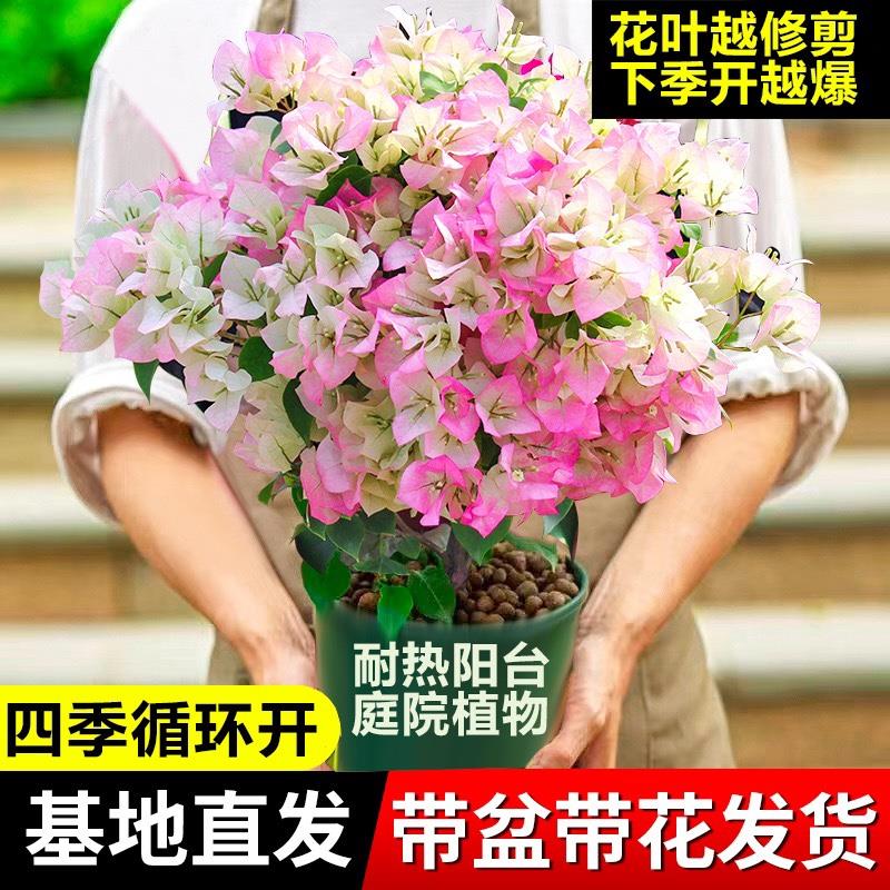 三角梅带花盆栽绿樱红缨爬藤重瓣老桩四季开 好养阳台庭院室内植