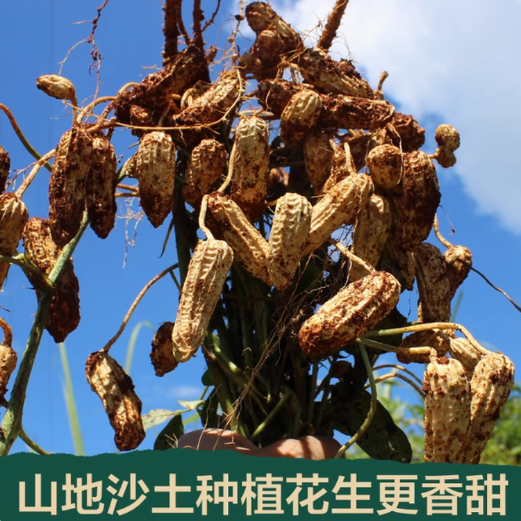 云南小粒黑花生带壳新货原味生吃素食香甜农家黑皮花生500g