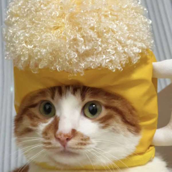 宠物帽子啤酒帽小狗猫猫头饰便便假发变身装头套狗狗生日派对装扮