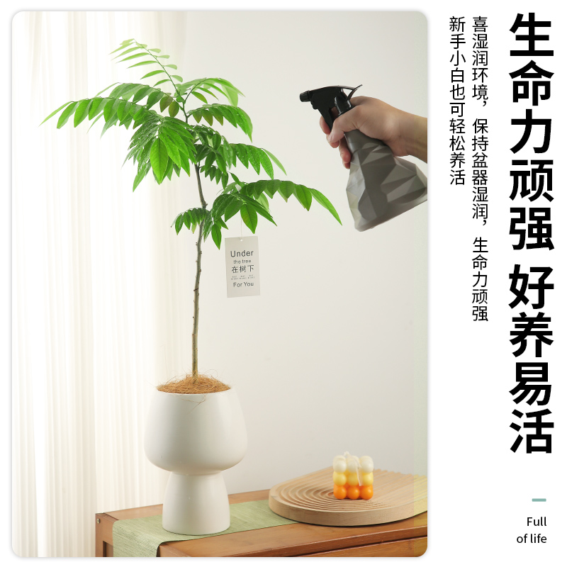 黄花梨盆栽阳台办公室绿植好养活植物四季原生苗庭院名贵树苗盆景