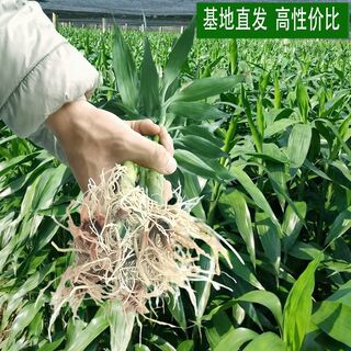 富贵竹水培植物水养带根观音竹绿萝竹子绿植盆栽植物室内花瓶客厅