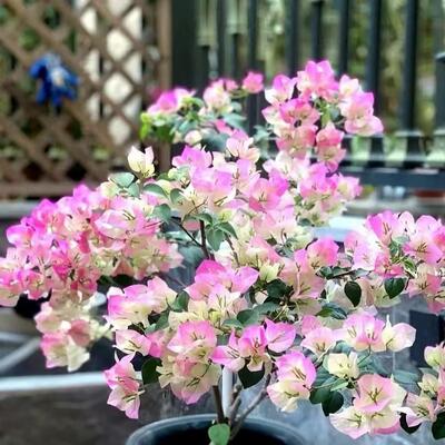 一物一拍三角梅盆栽室运输途中掉花掉叶属于正常现象