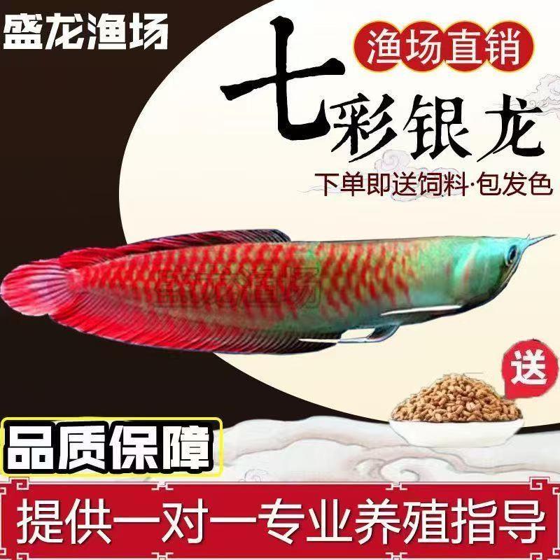 银龙鱼活鱼观赏鱼招财鱼热带鱼七彩银龙鱼七彩金龙鱼鱼苗风水招财