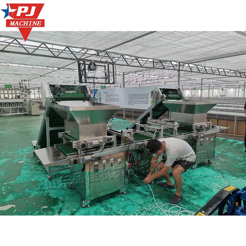 自动盘覆土播种IDN流水线白菜辣穴椒种盘穴机尤加利种育子播穴盘