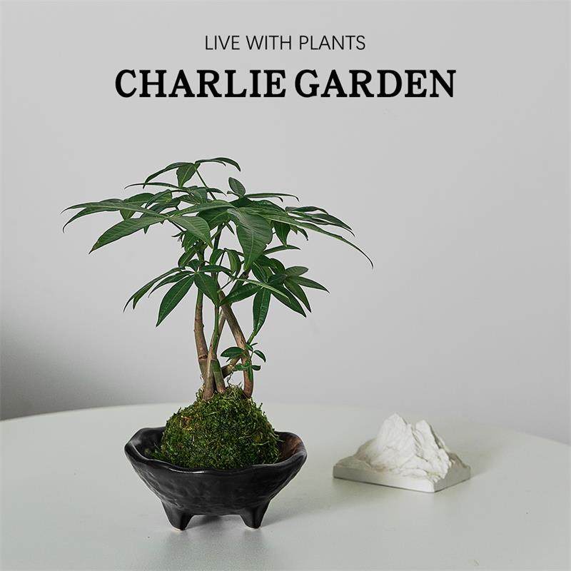 招财发财树苔藓球中式禅意办公室客厅茶座水培好养绿植四季常青
