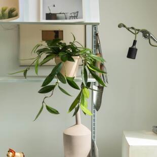 诗与自然 黑巴顿球兰香味花朵绿植盆栽藤蔓垂吊爬藤小众盆景花卉