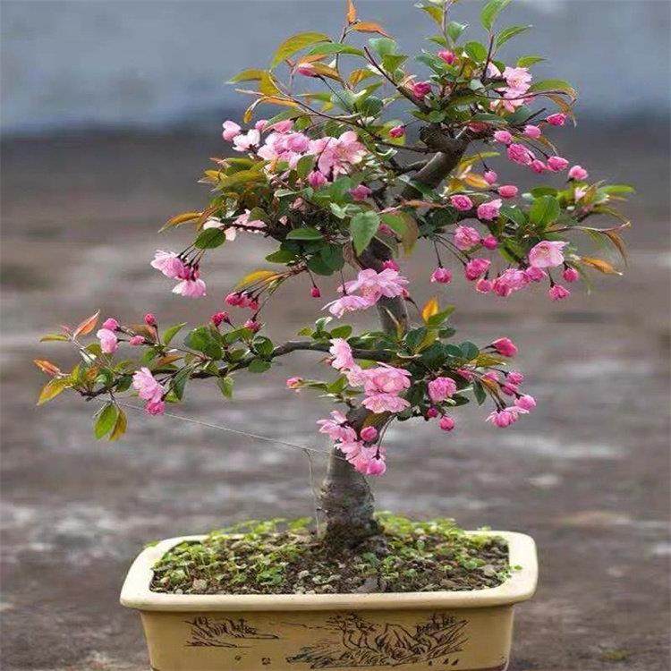 垂丝海棠 栽植物室内好养植物老桩花卉树苗盆栽海棠盆景花卉盆栽,鲜花速递/花卉仿真/绿植园艺,时令草本花卉,淘宝优惠券,粉丝福利购,淘宝优惠卷