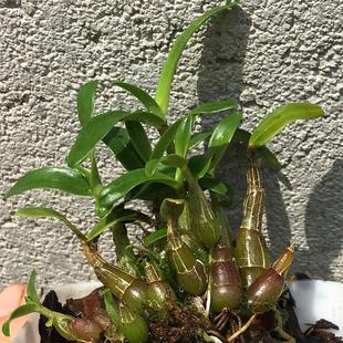 买三送一正宗霍山石斛苗米斛苗矮壮滋补改善体质好颜色边种边吃