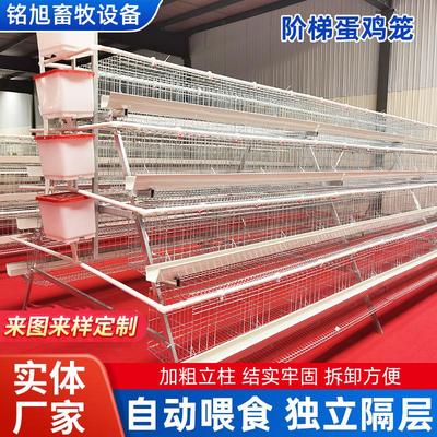 阶梯蛋鸡笼鸡鸭饲养笼自动化镀锌网养殖笼舍配件层叠式蛋鸡笼