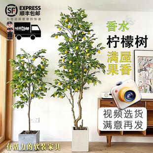 香水柠檬树盆栽带果客厅室内绿植老桩高杆阳台旺宅常青可食用顺丰