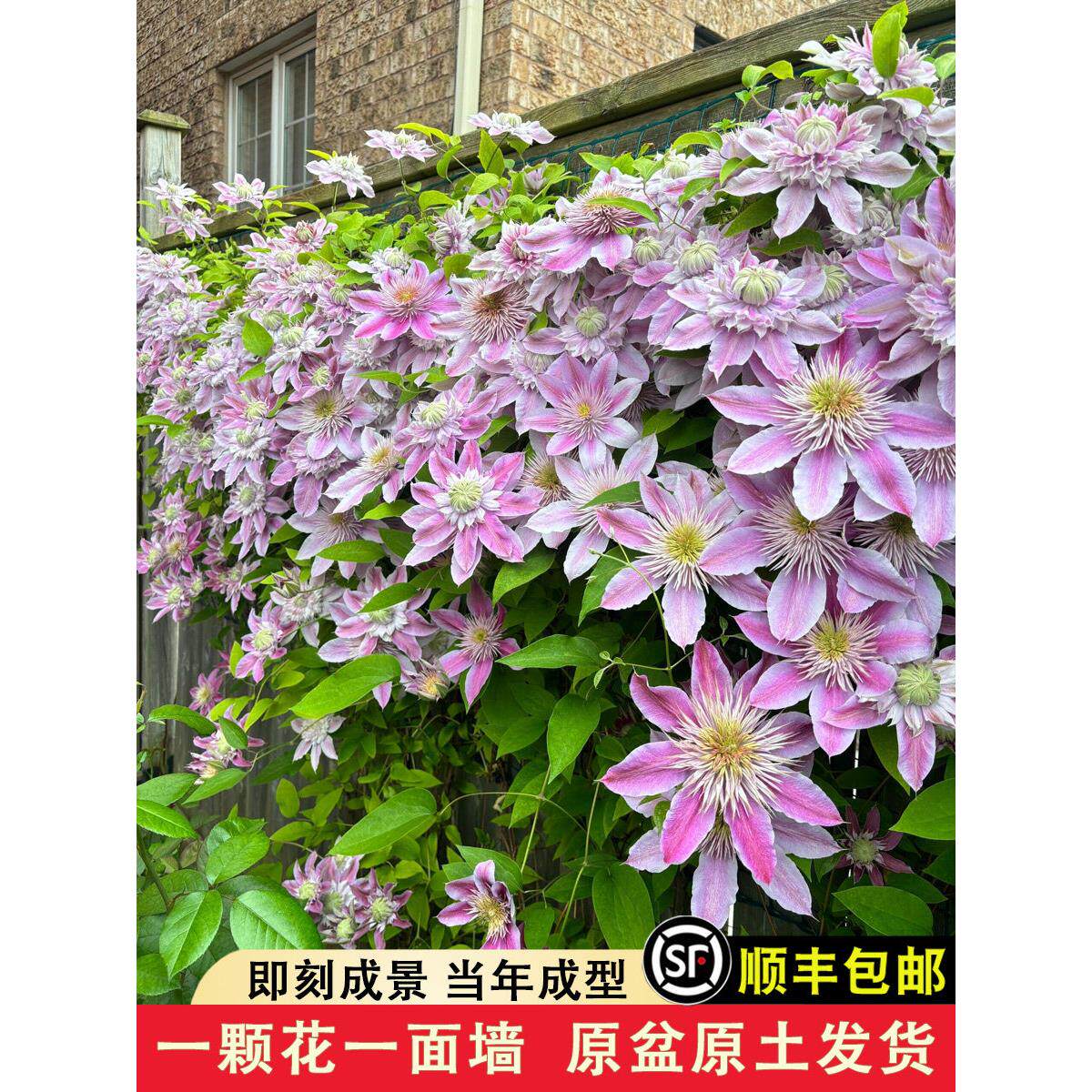 铁线莲大苗盆栽藤本爬藤植物花卉重瓣倒影乌托邦庭院耐寒四季植物